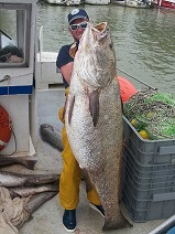 Grunzender Adlerfisch aus der Mündung von Gironde